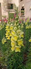 Tall snapdragon flowers with vibrant yellow blooms and a backdrop of purple and pink flowers, surrounded by green foliage in a garden setting. The background features a building with windows and some ivy growing on the wall.