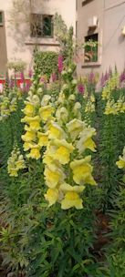 Tall snapdragon flowers with vibrant yellow blooms and a backdrop of purple and pink flowers, surrounded by green foliage in a garden setting. The background features a building with windows and some ivy growing on the wall.