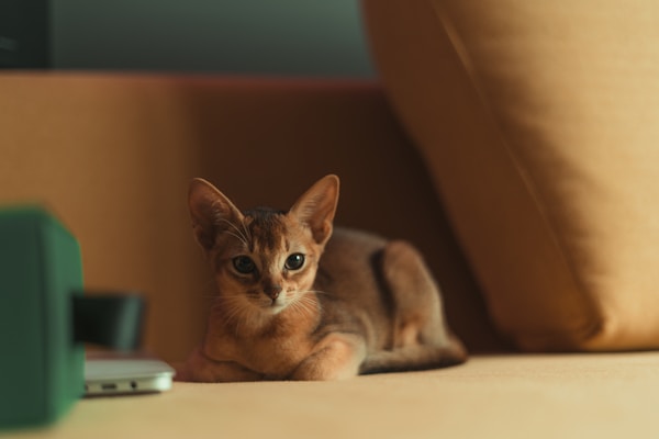Abyssinian cat breed