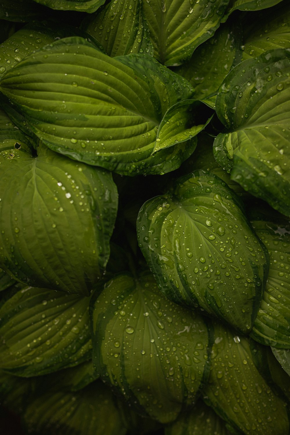 a bunch of green leaves with water droplets on them