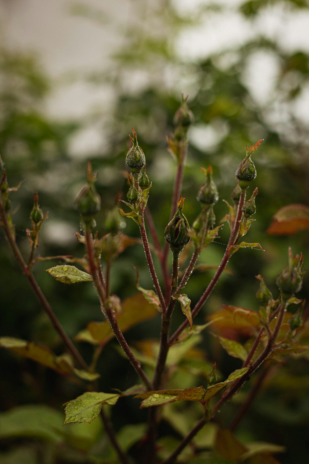 a close up of a plant with green leaves