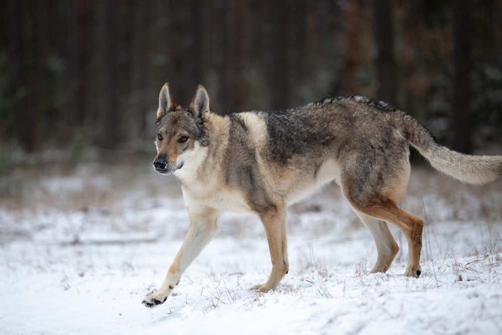 Un loup marche dans la neige dans les bois photo – Photo Tchécoslovaque  VLCAK Gratuite sur Unsplash