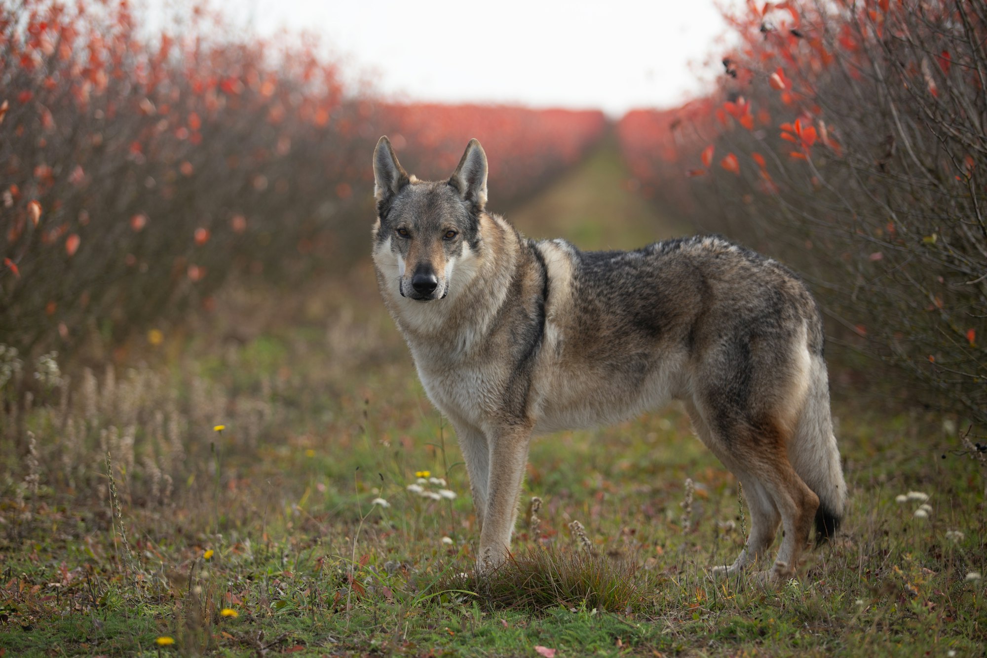 czechoslovakian wolfdog