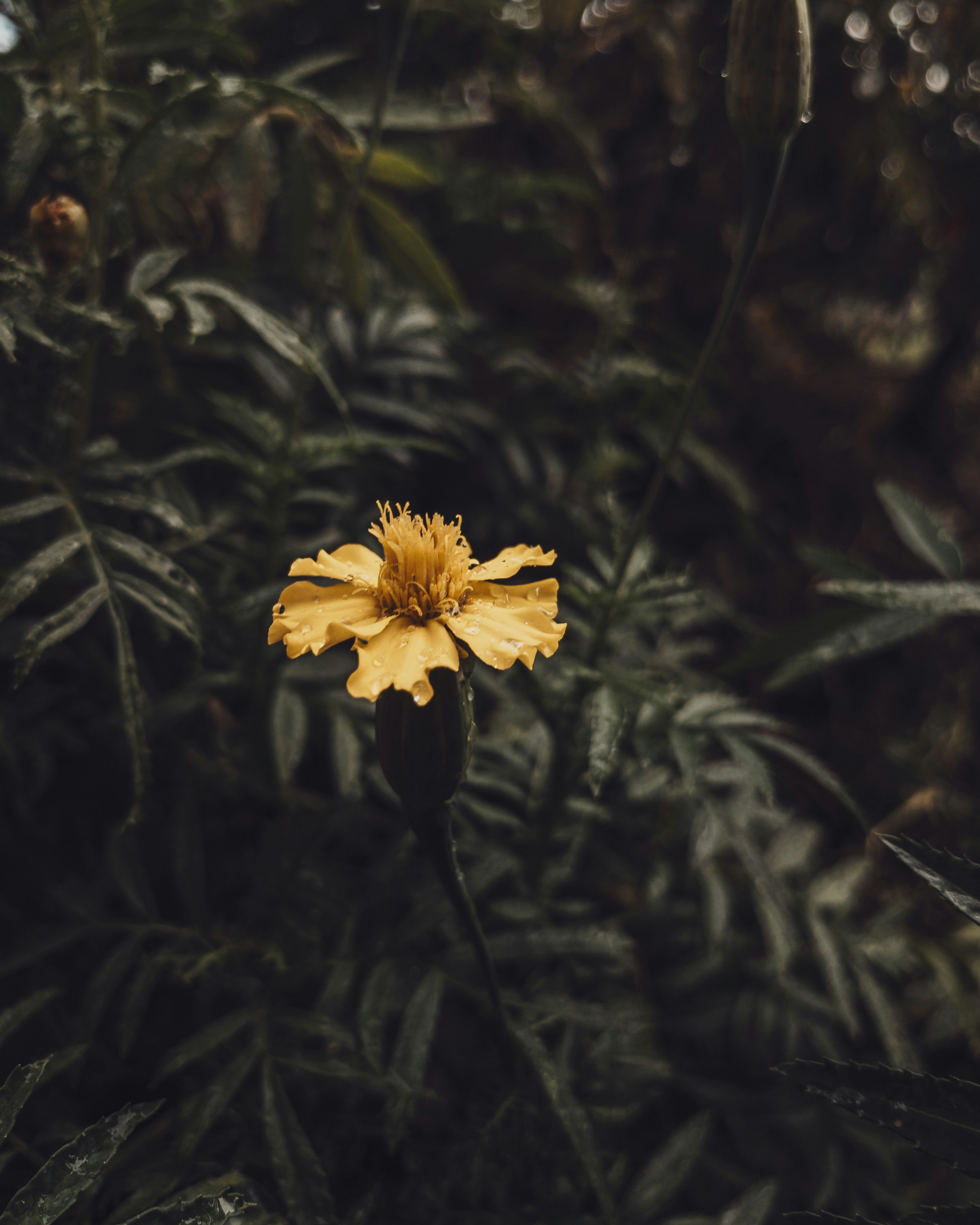 A single yellow flower in the middle of a forest photo – Free Plant ...