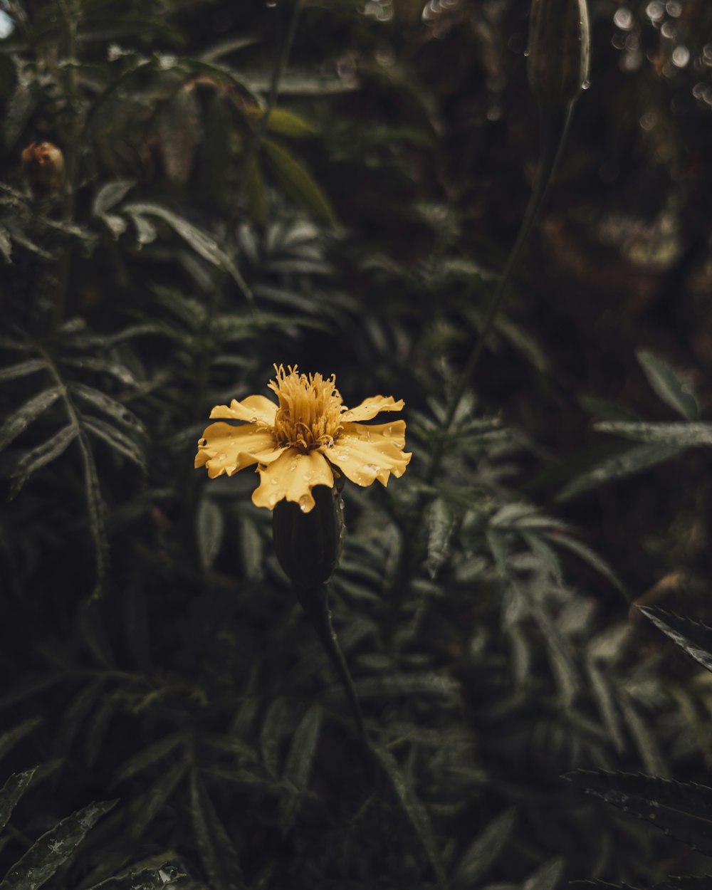 a single yellow flower in the middle of a forest