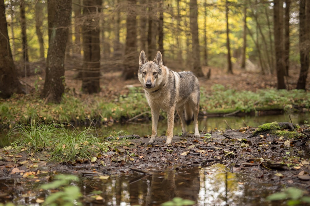 a wolf standing in the middle of a forest