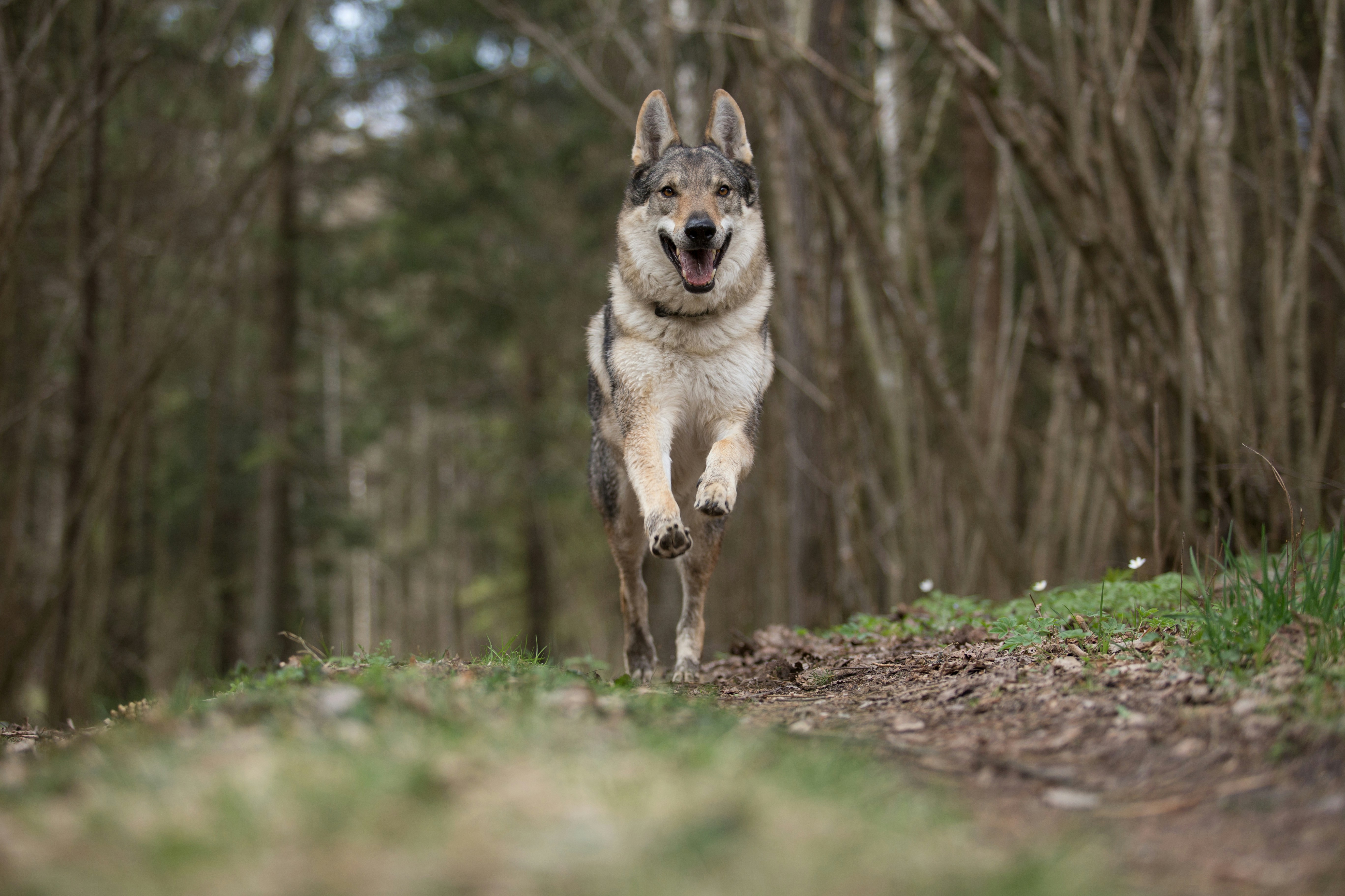 Wolfdog Puppy Snow Stock Photo 279493886 | Shutterstock, image size:3000x2000