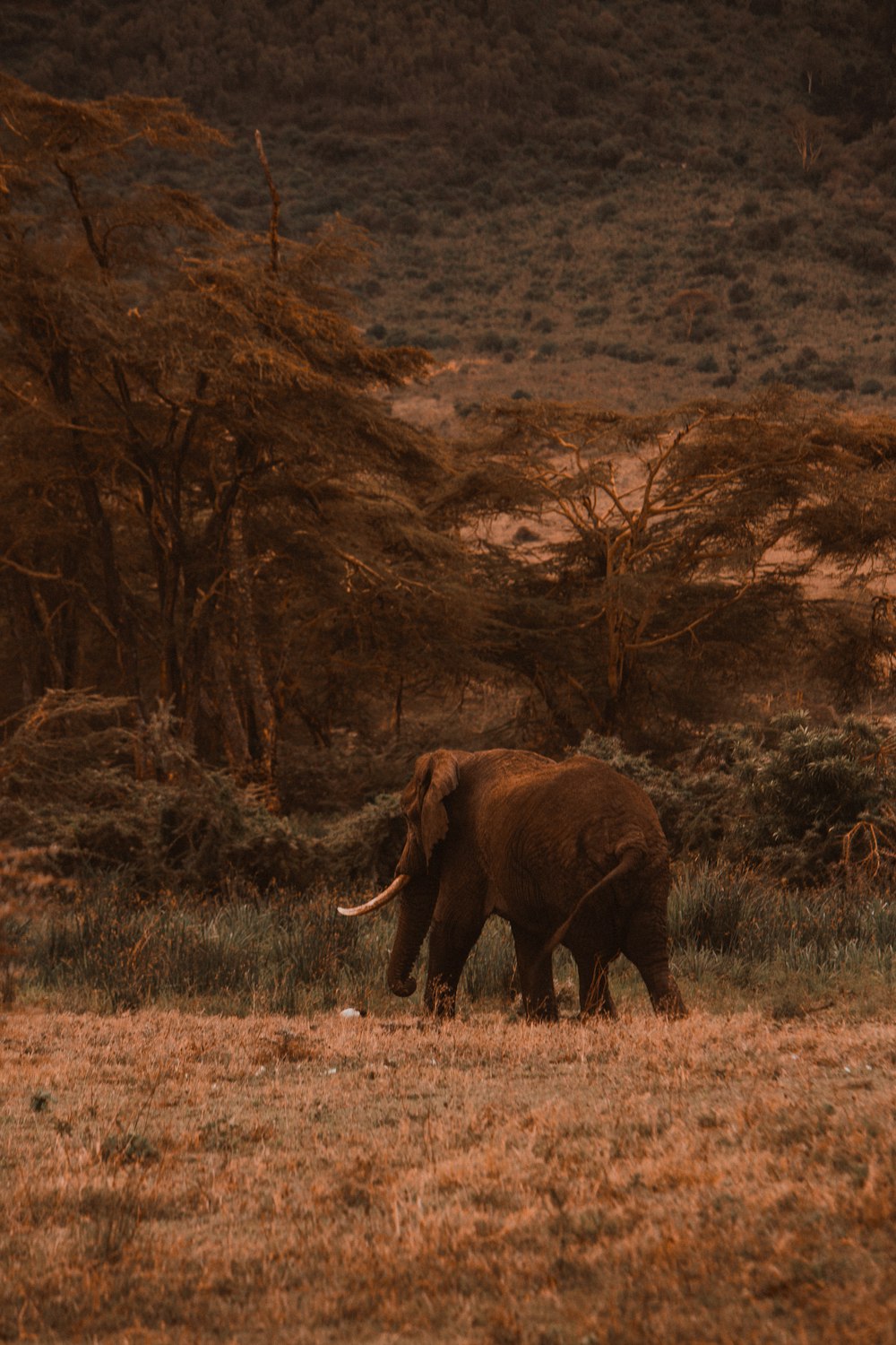 an elephant walking through a dry grass field