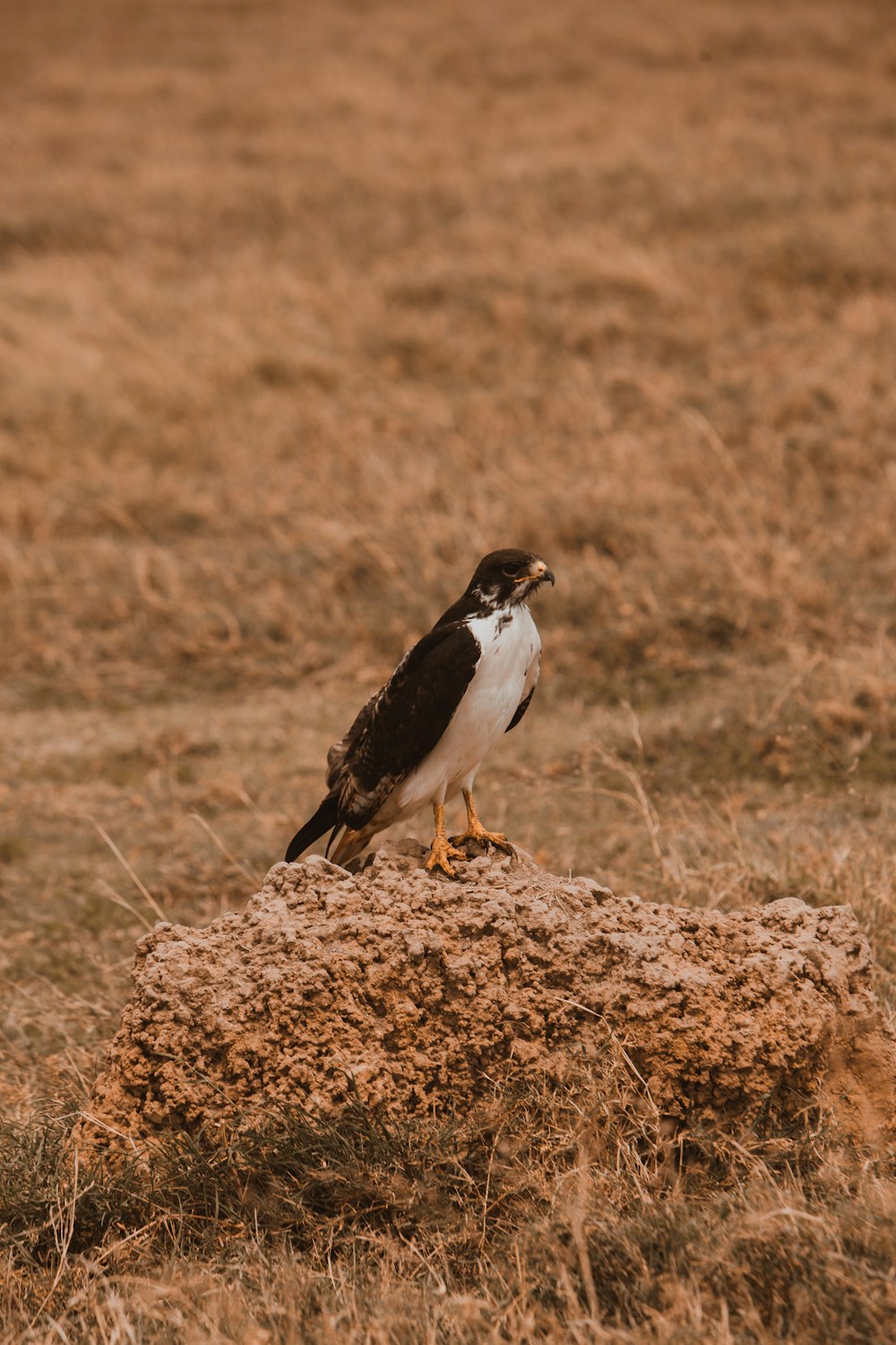 a black and white bird sitting on top of a pile of dirt