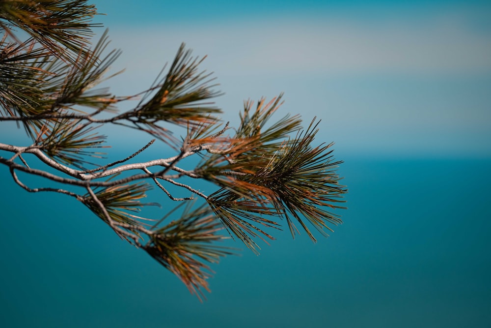 a branch of a pine tree with blue water in the background