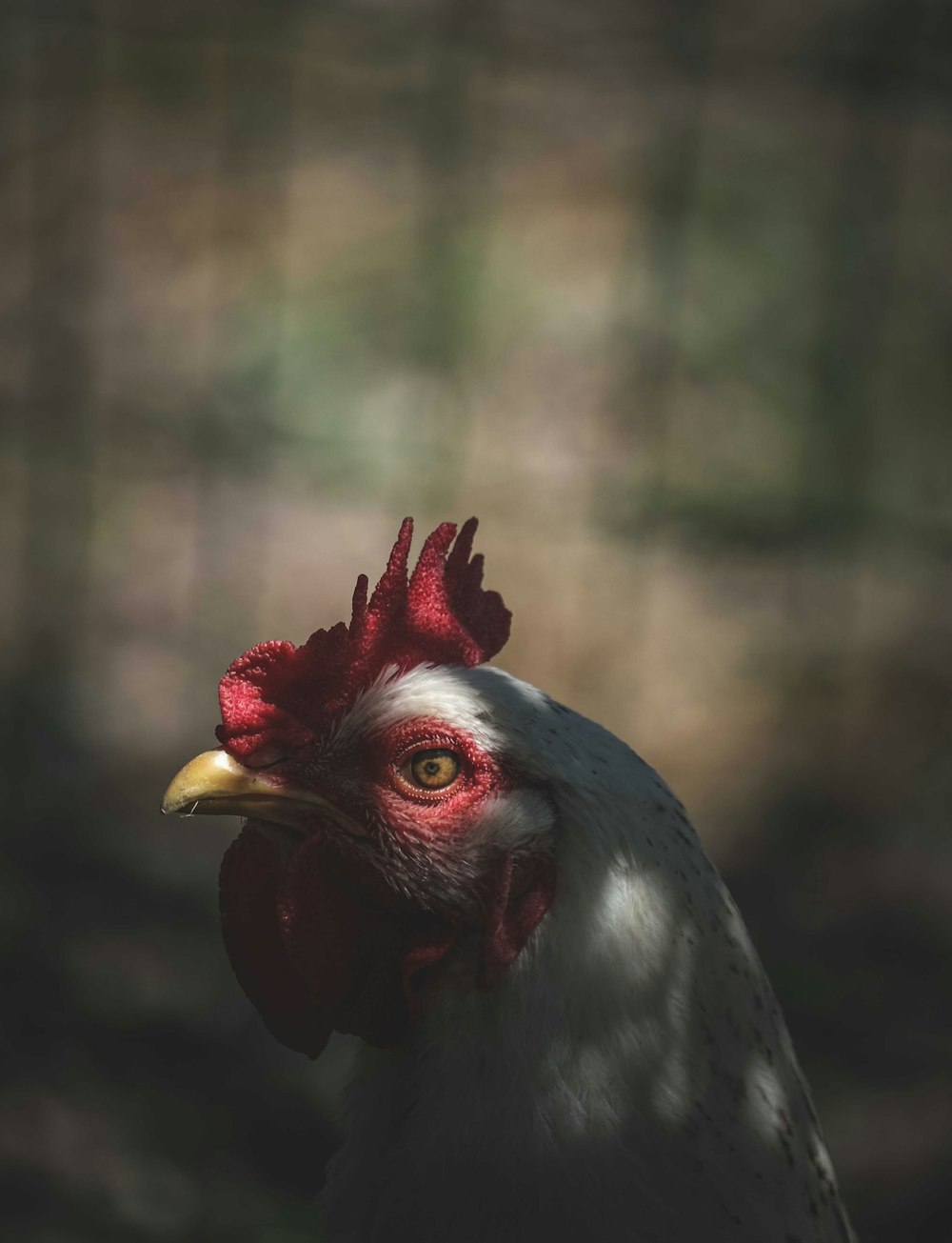 a close up of a rooster with a blurry background