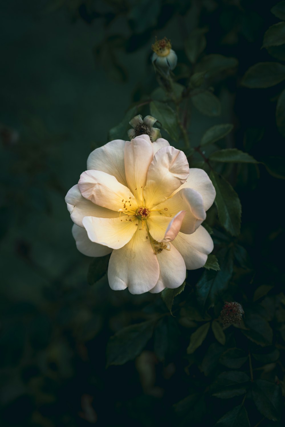 a white flower with green leaves in the background