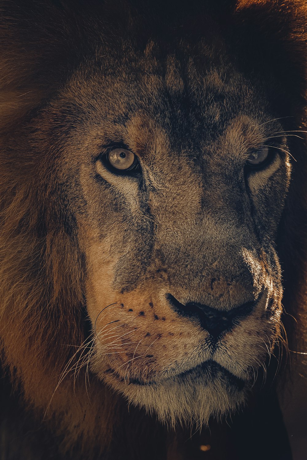 a close up of a lion's face with a blurry background