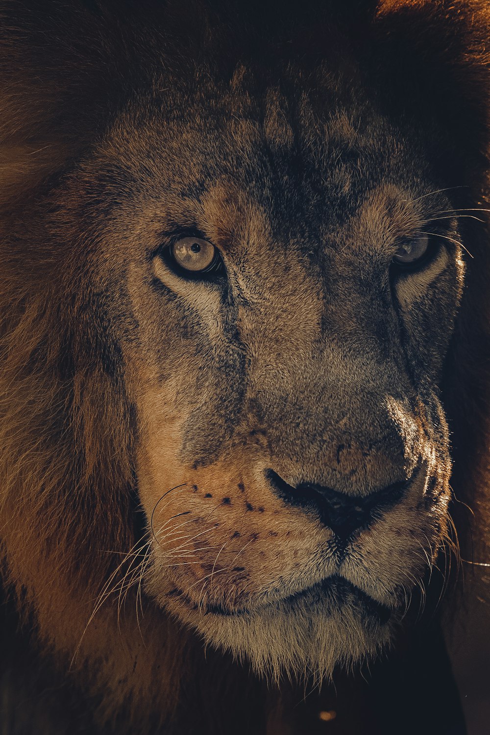 um close up do rosto de um leão com um fundo desfocado
