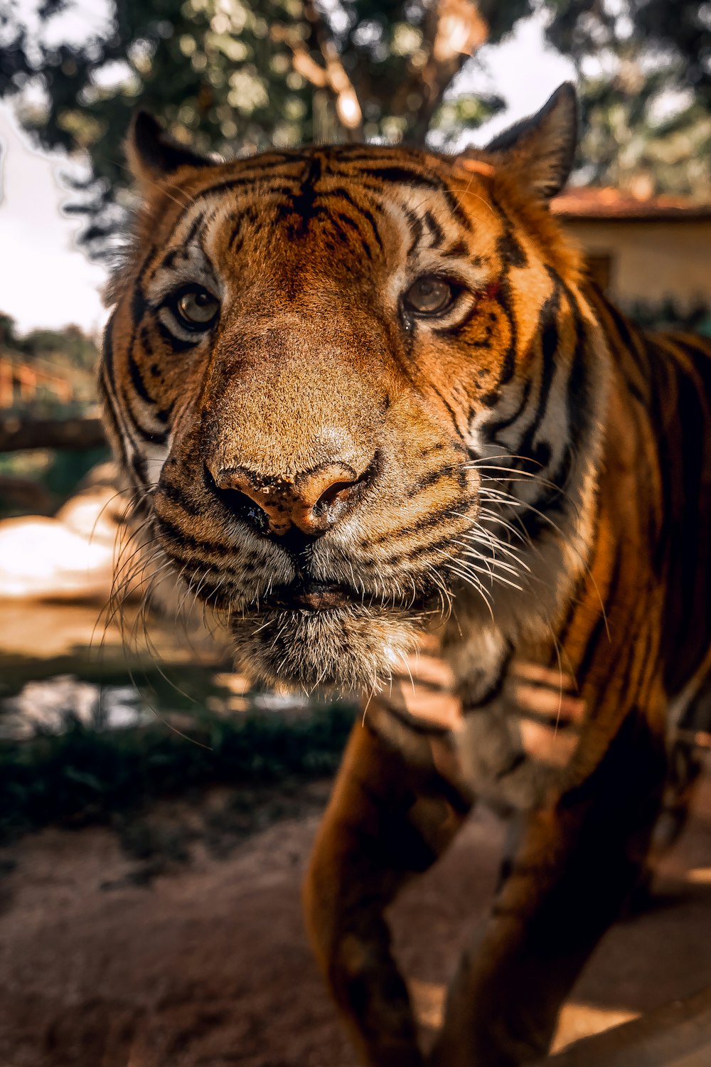 a close up of a tiger on a dirt ground