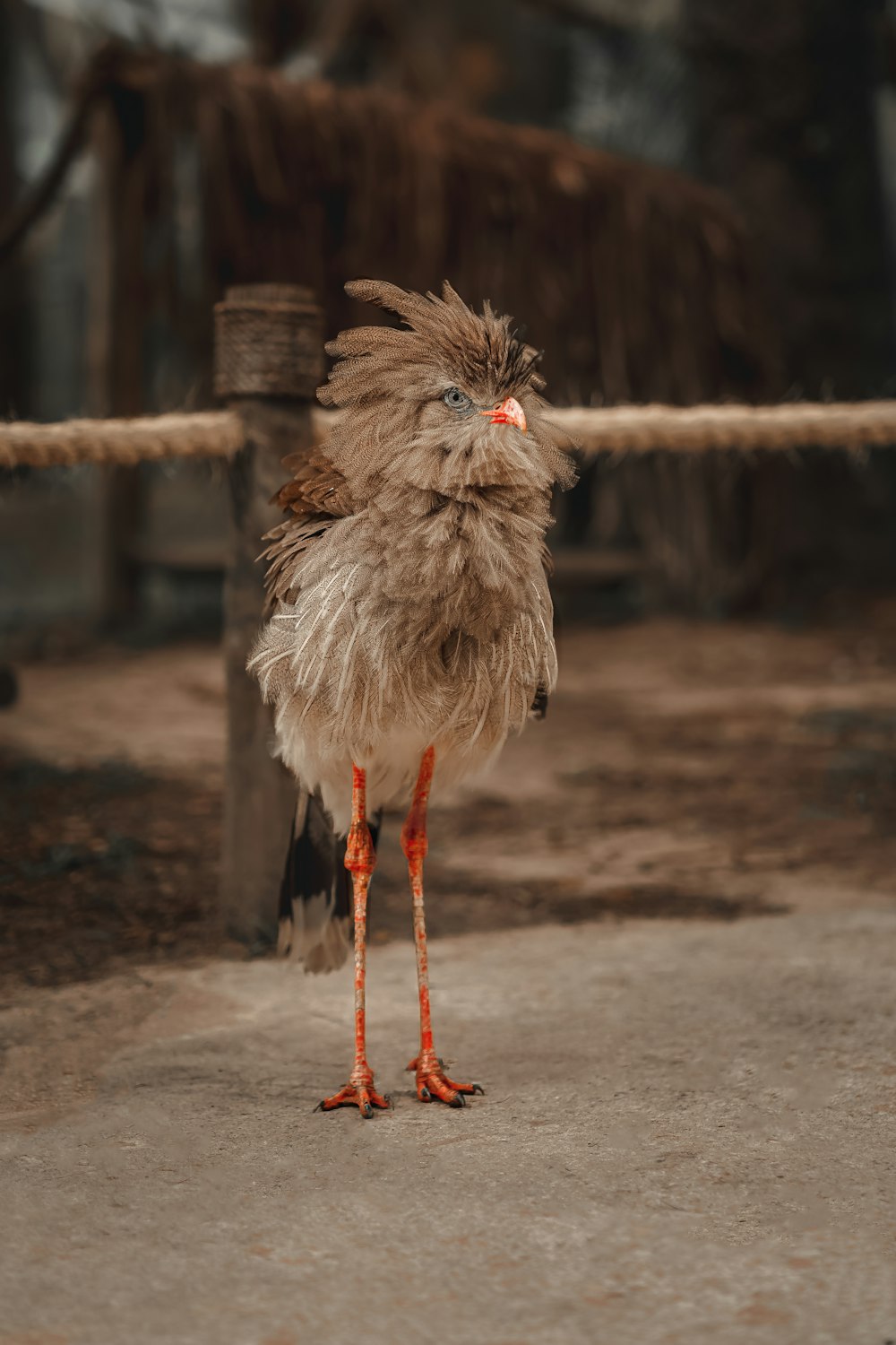 a small bird standing on a sidewalk next to a fence