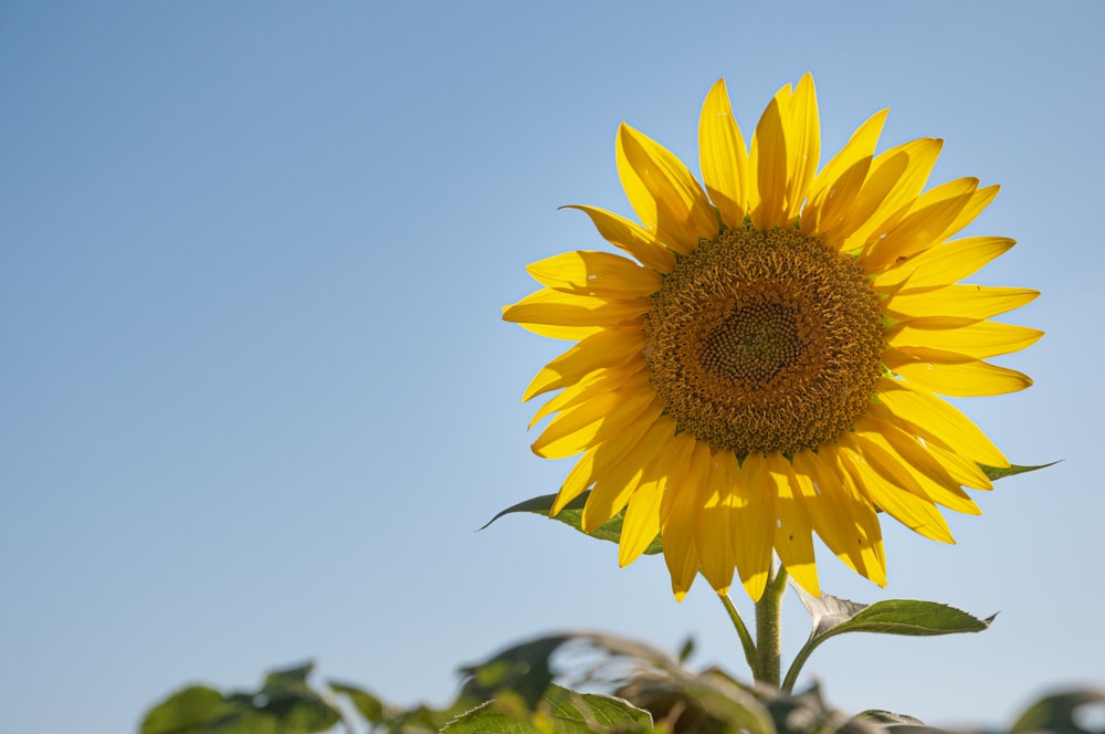 eine große Sonnenblume in der Mitte eines Feldes