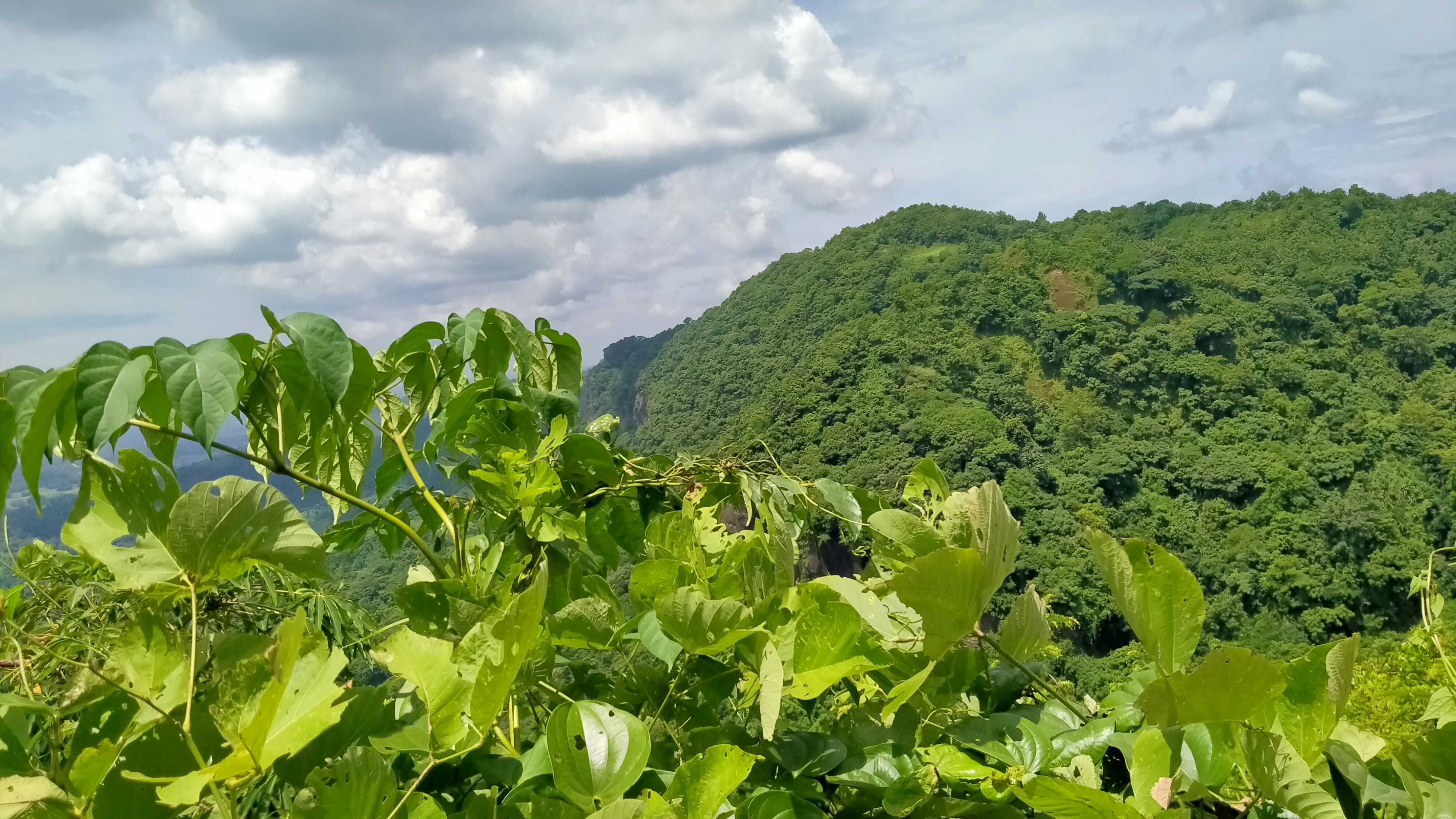 a lush green forest filled with lots of trees