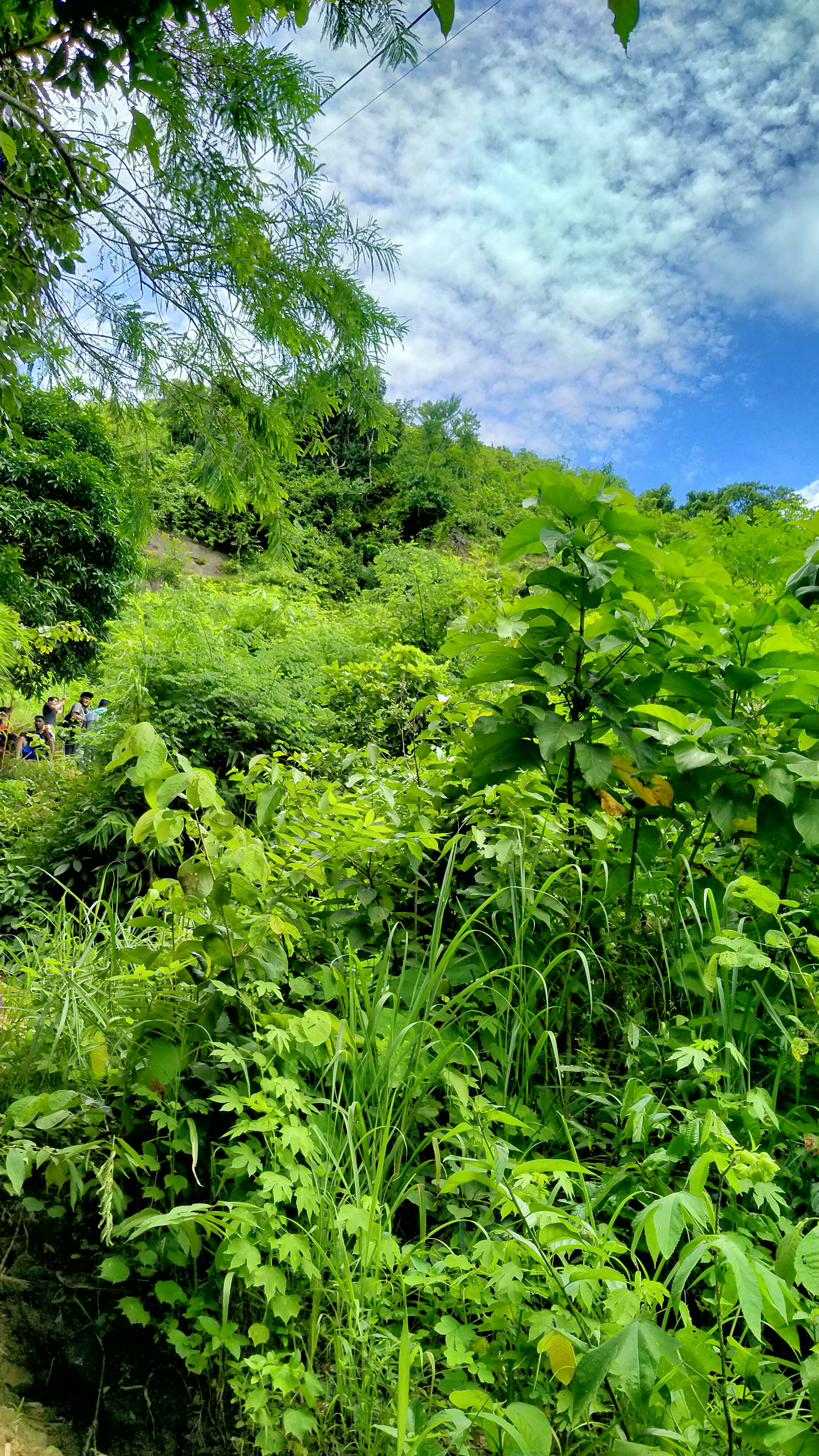 a lush green forest filled with lots of trees