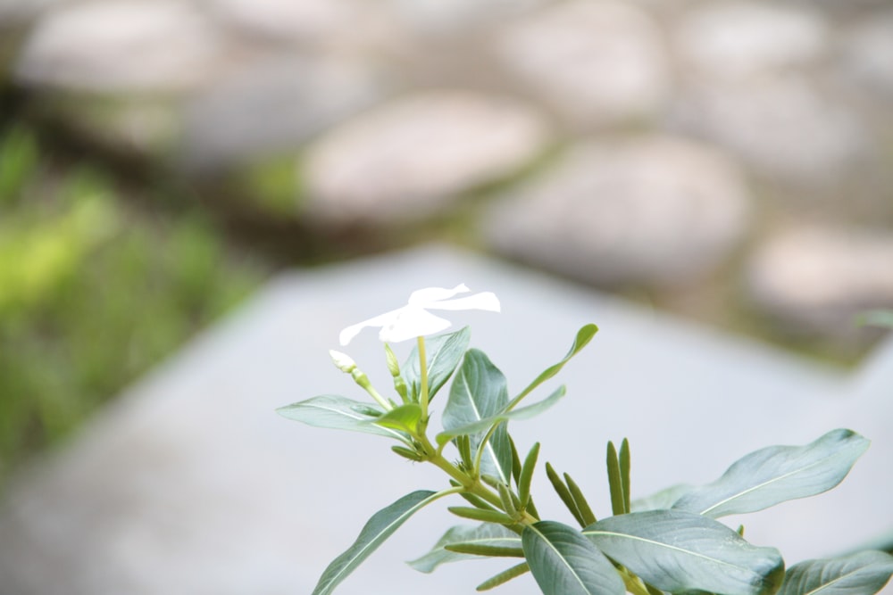 une petite fleur blanche assise sur une plante verte