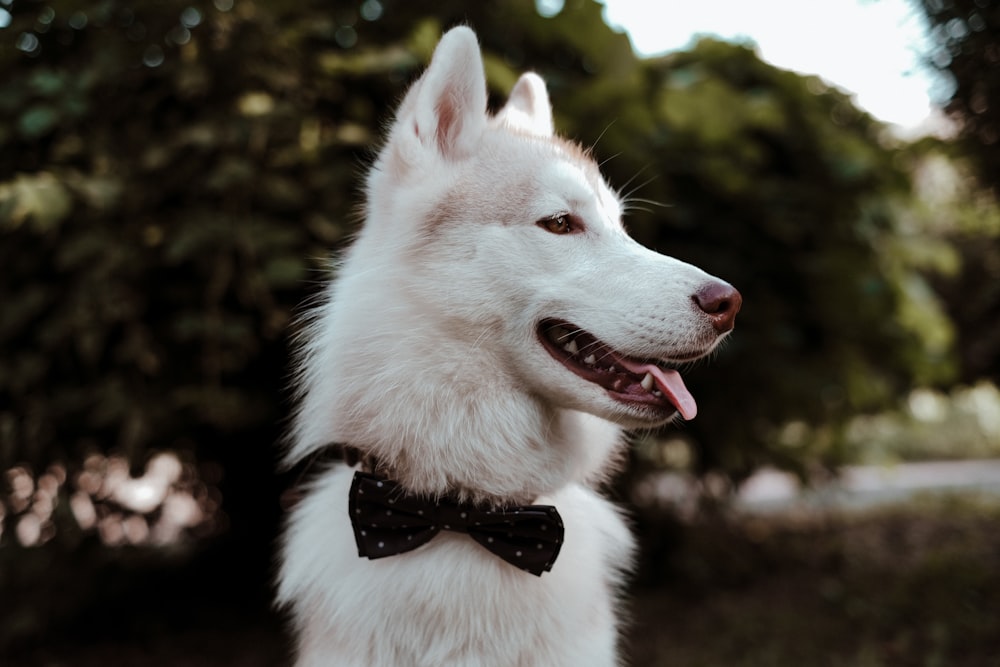 a white dog wearing a black bow tie