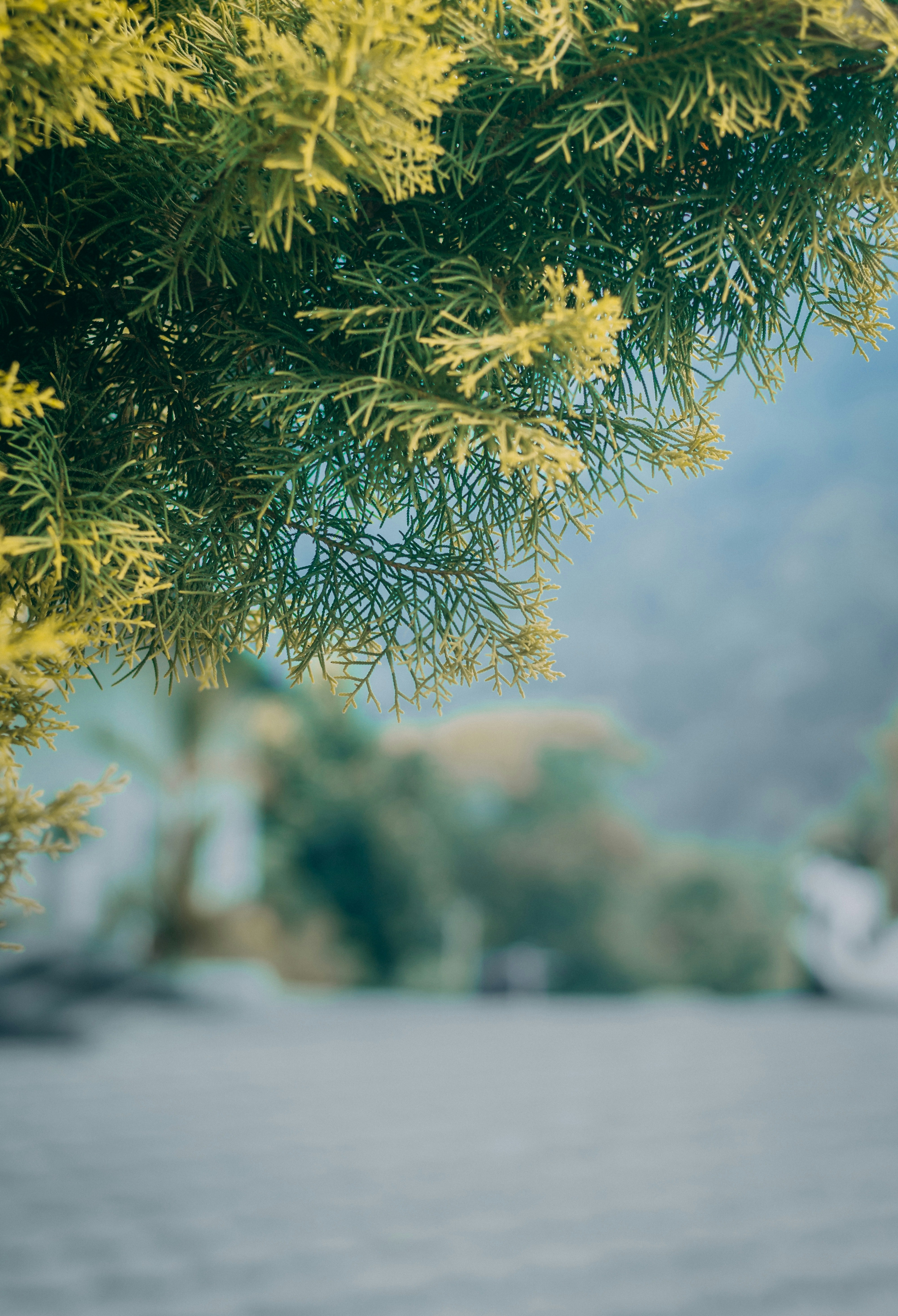 A close up of a tree branch with a blurry background photo – Free Grey ...