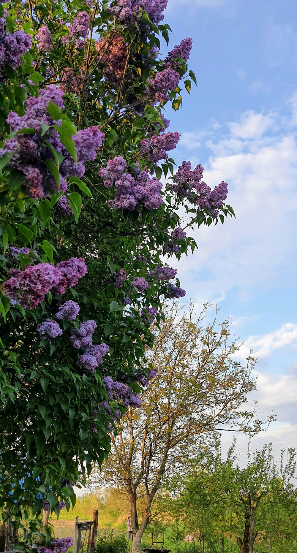 a bench sitting next to a tree filled with purple flowers