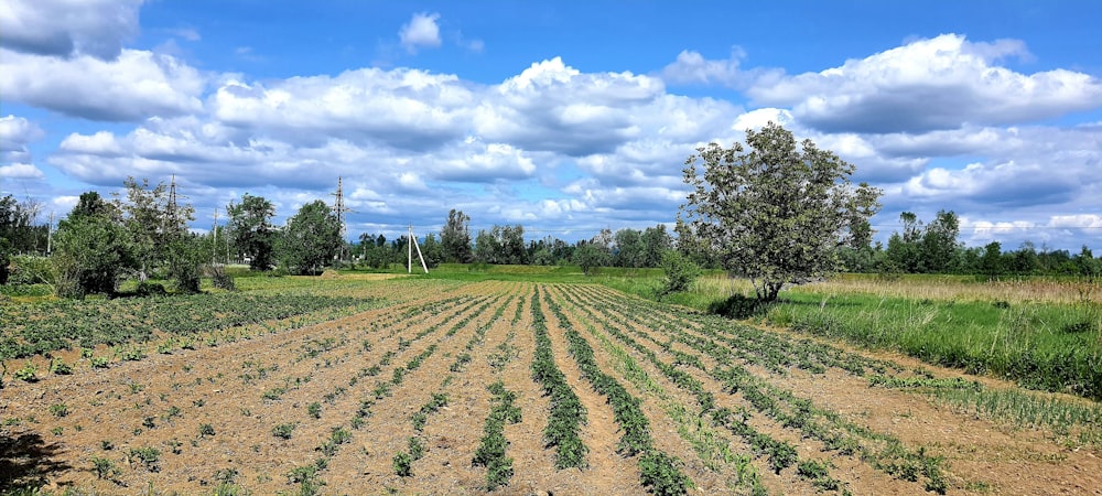 a field with a lot of green plants in it