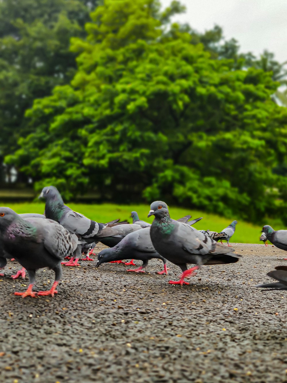 a flock of birds standing on top of a gravel road