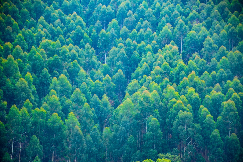 un grande gruppo di alberi in una foresta