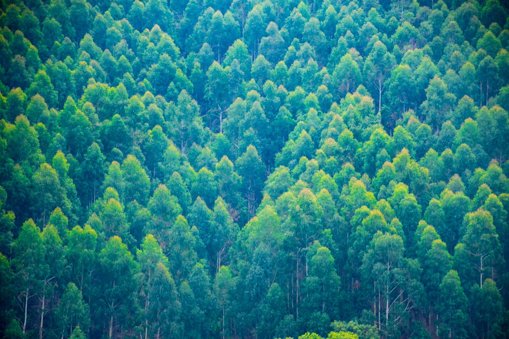 a large group of trees in a forest