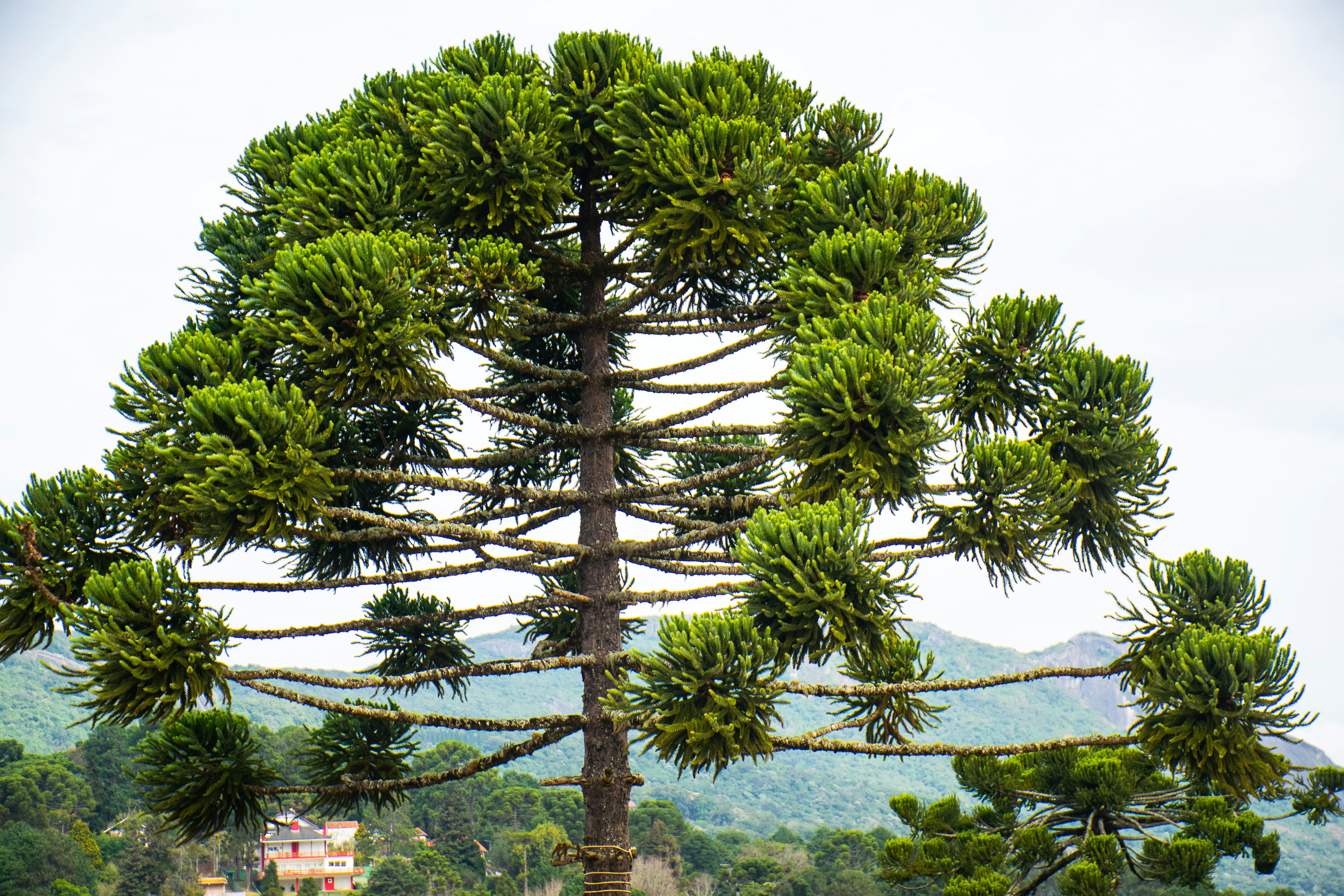 Japanese Umbrella Pines: Ancient Elegance in Slow Motion (image credits: unsplash)