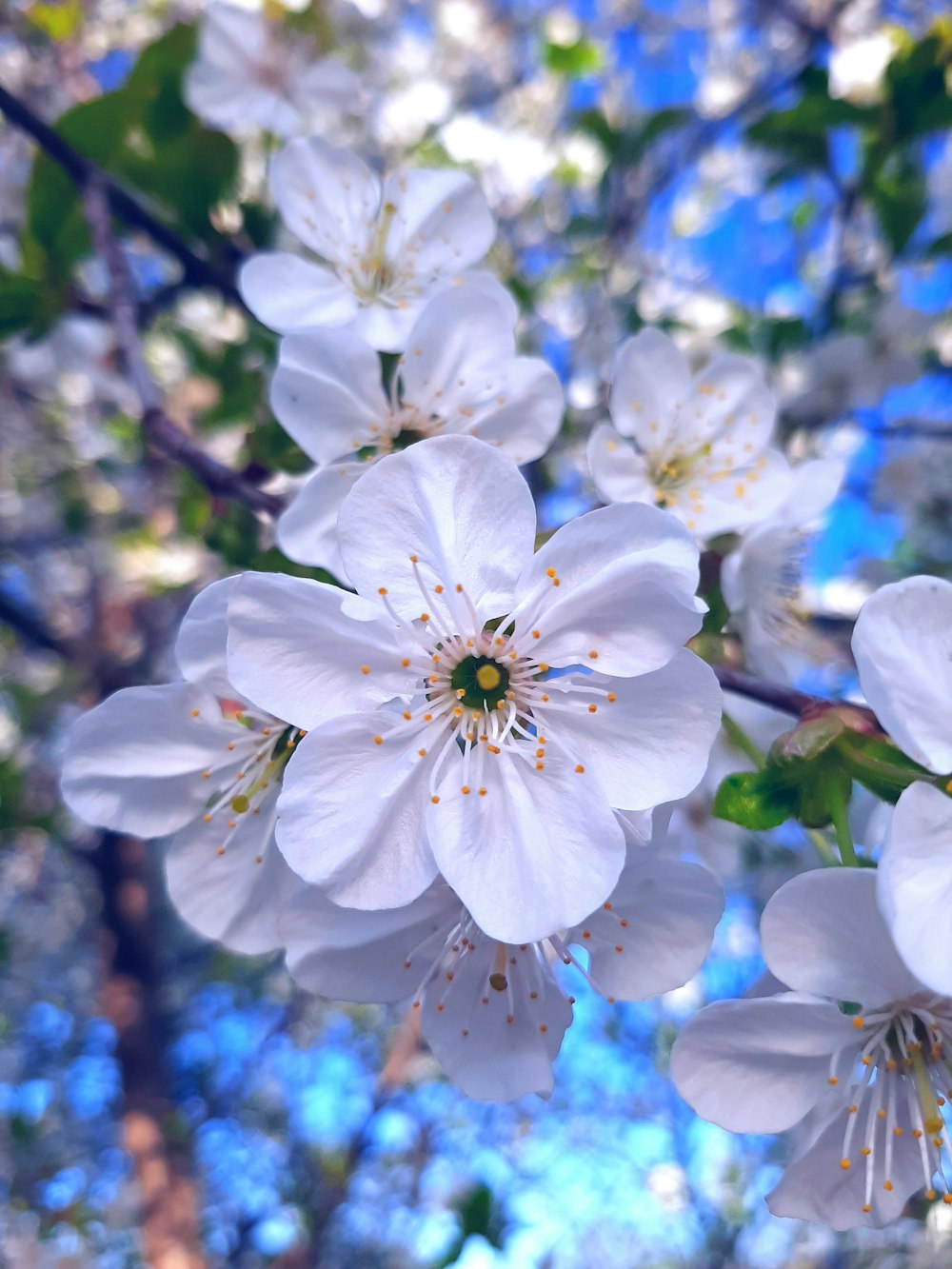 um aglomerado de flores brancas em uma árvore