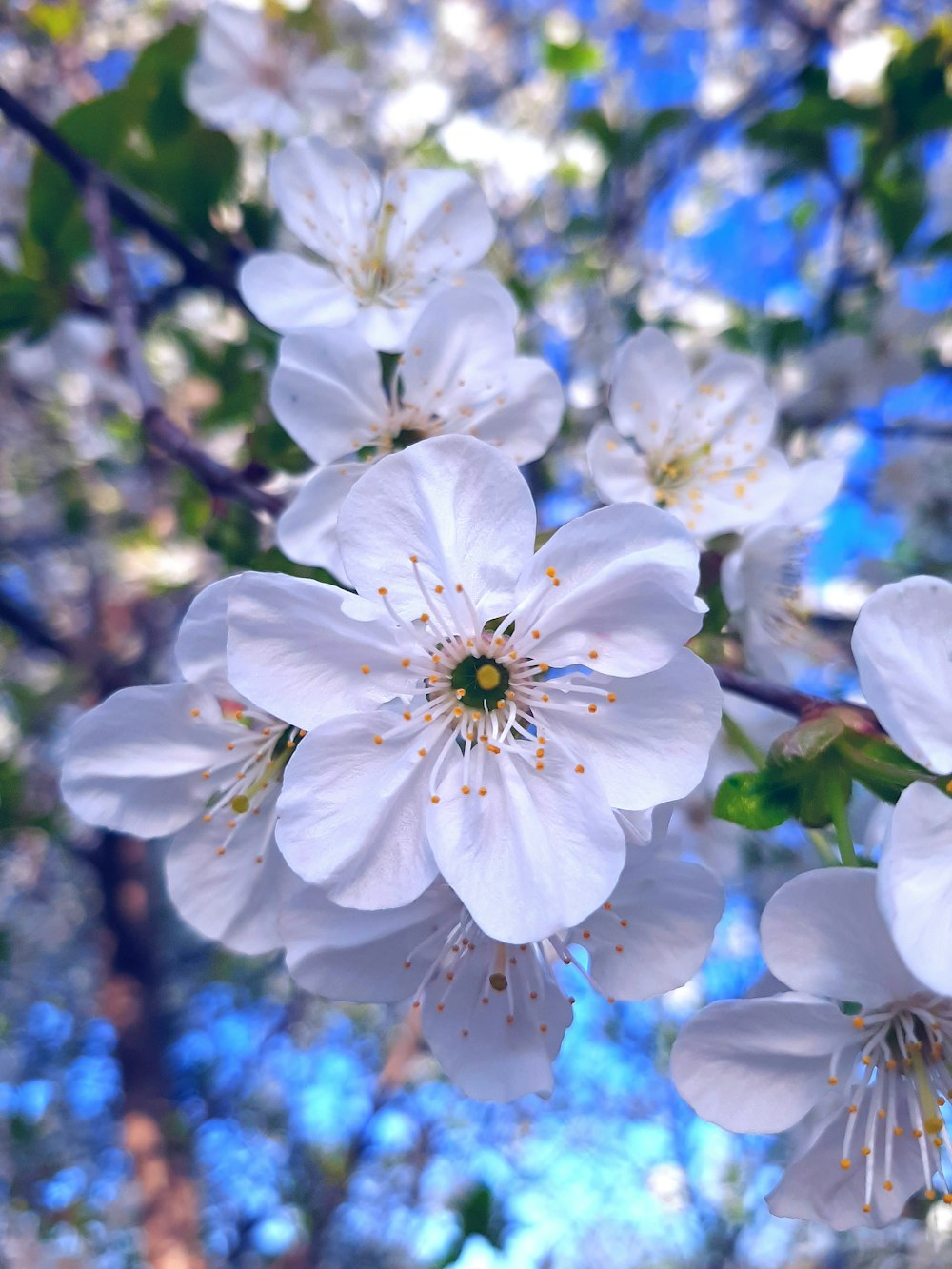 a cluster of white flowers on a tree