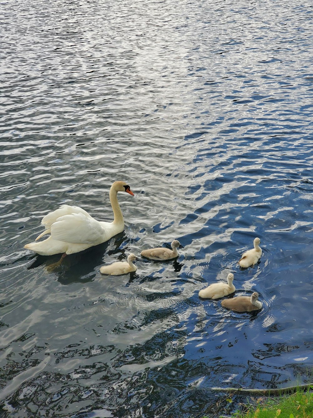a group of ducks and swans swimming in a lake