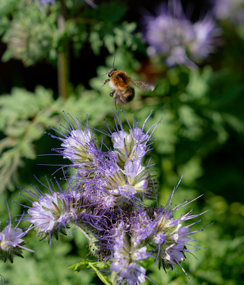 a bee flying over a purple flower in a field