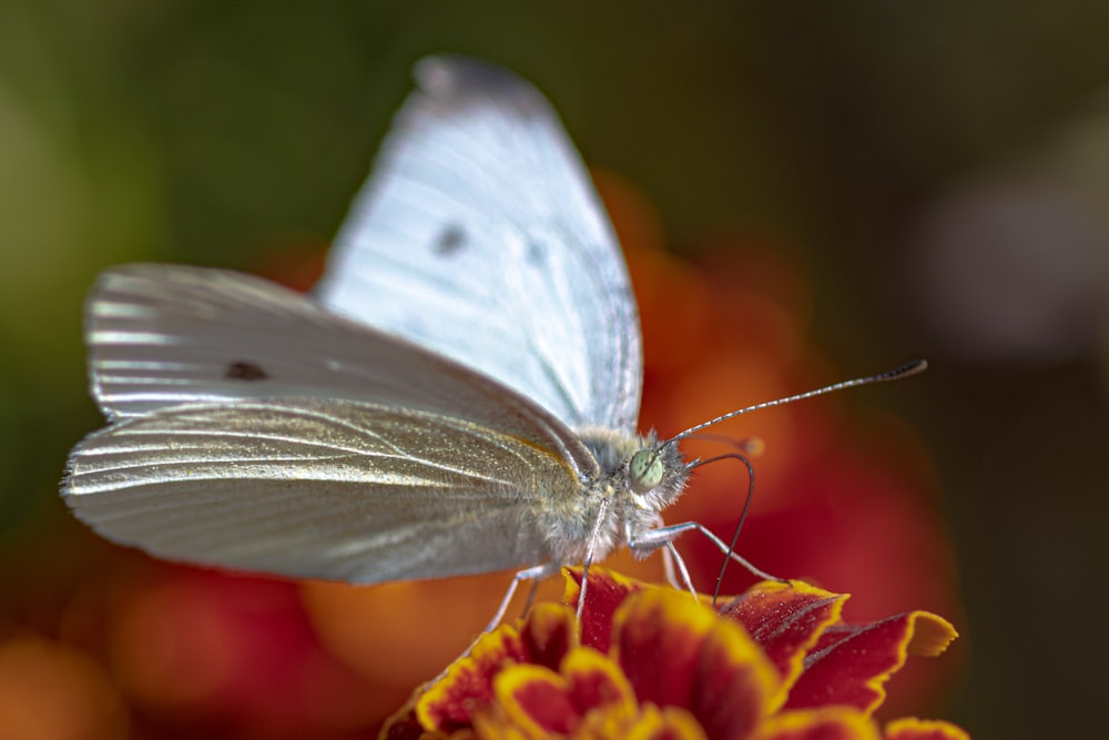 a white butterfly sitting on top of a flower