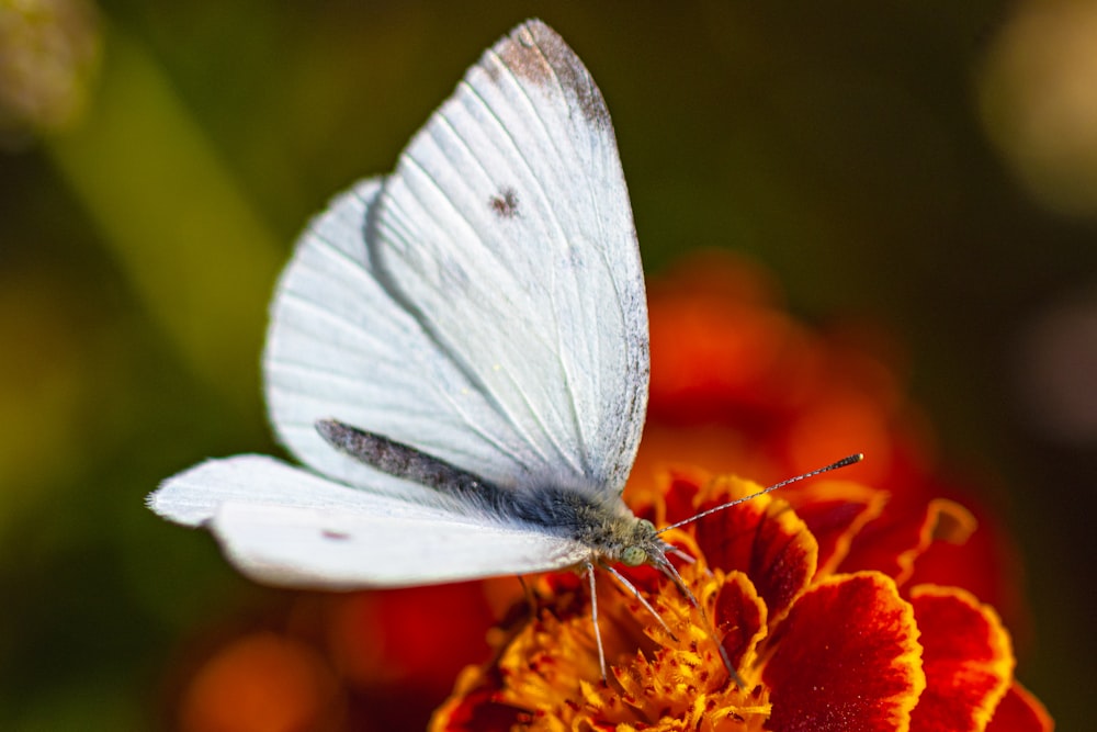 a white butterfly sitting on top of an orange flower