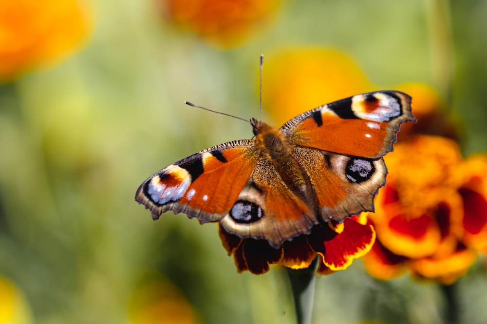 a close up of a butterfly on a flower