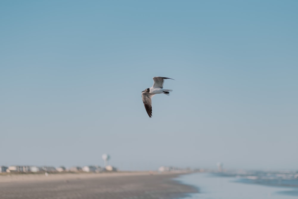 a seagull flying over a beach on a clear day