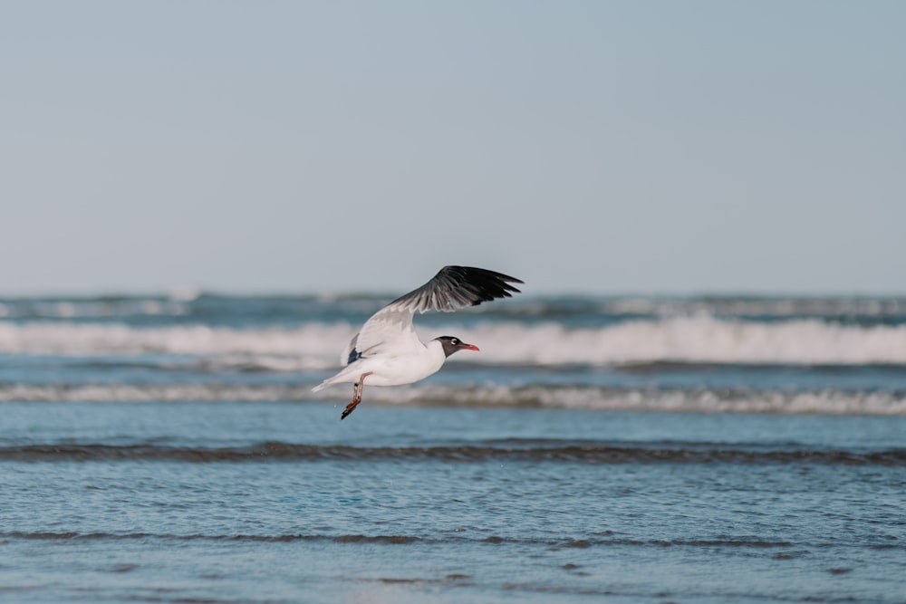 a seagull flying over the ocean with waves in the background