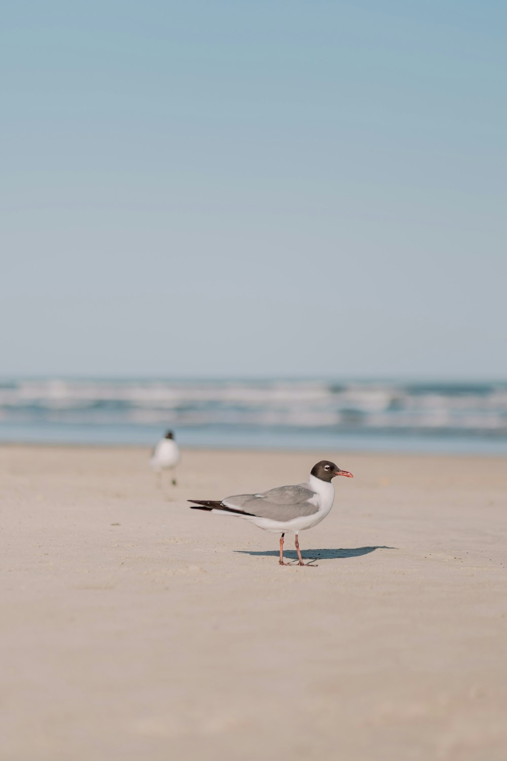 a couple of birds standing on top of a sandy beach
