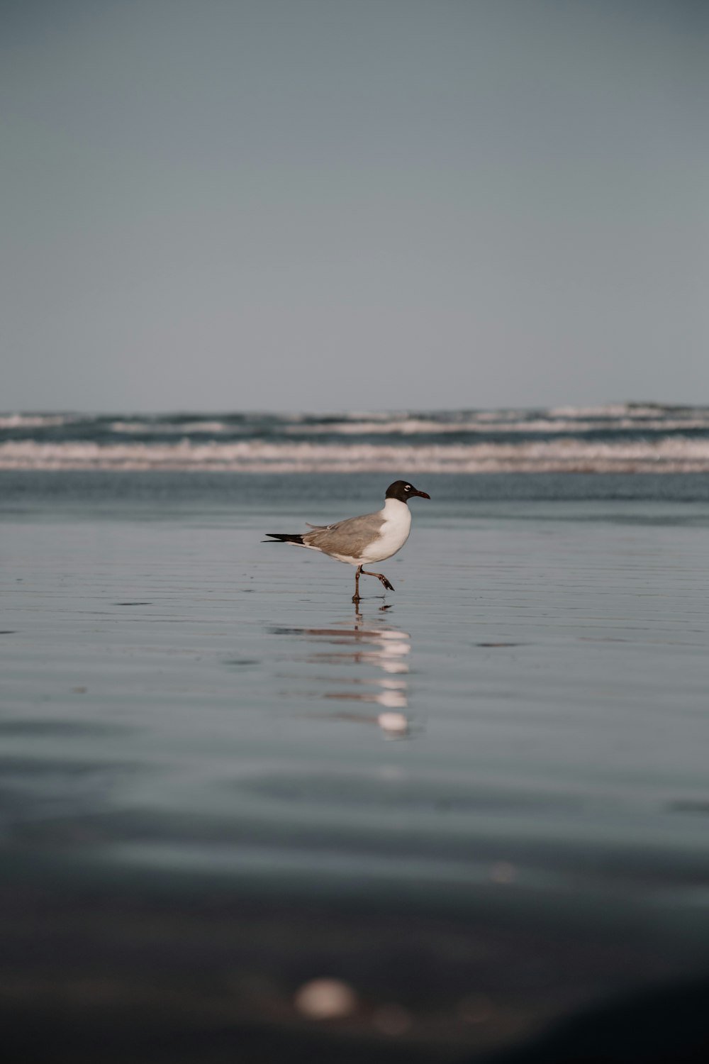 a seagull standing in the water at the beach