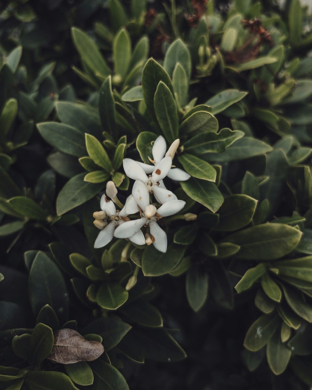 a close up of a white flower on a bush