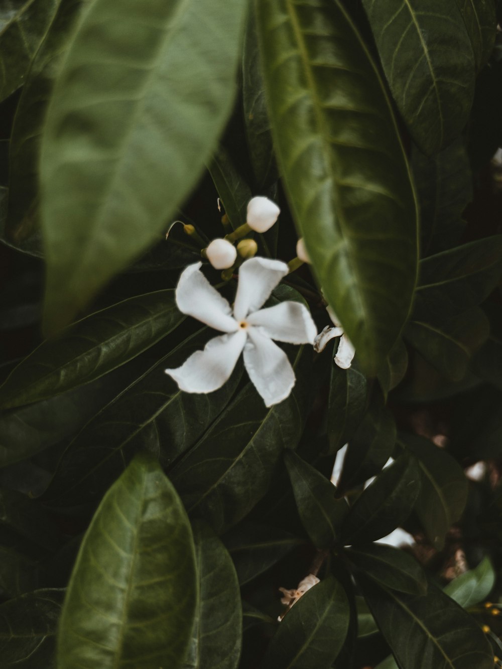 a close up of a white flower on a tree