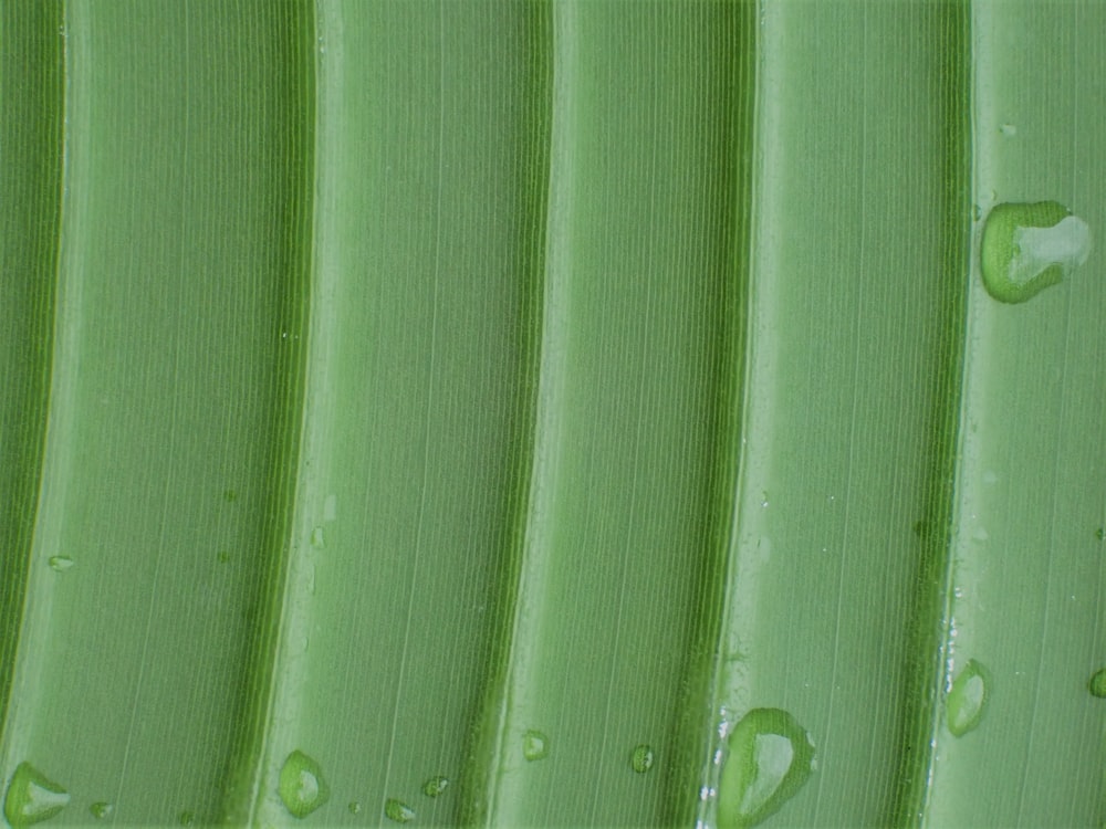 a close up of a green leaf with drops of water on it