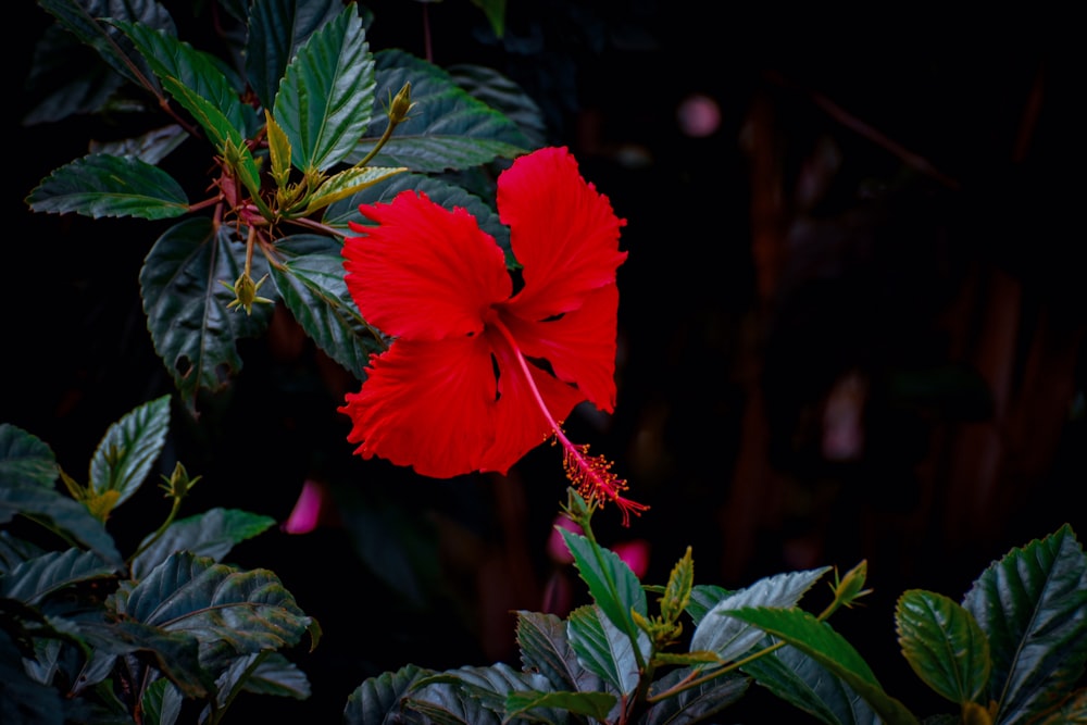 a red flower with green leaves around it