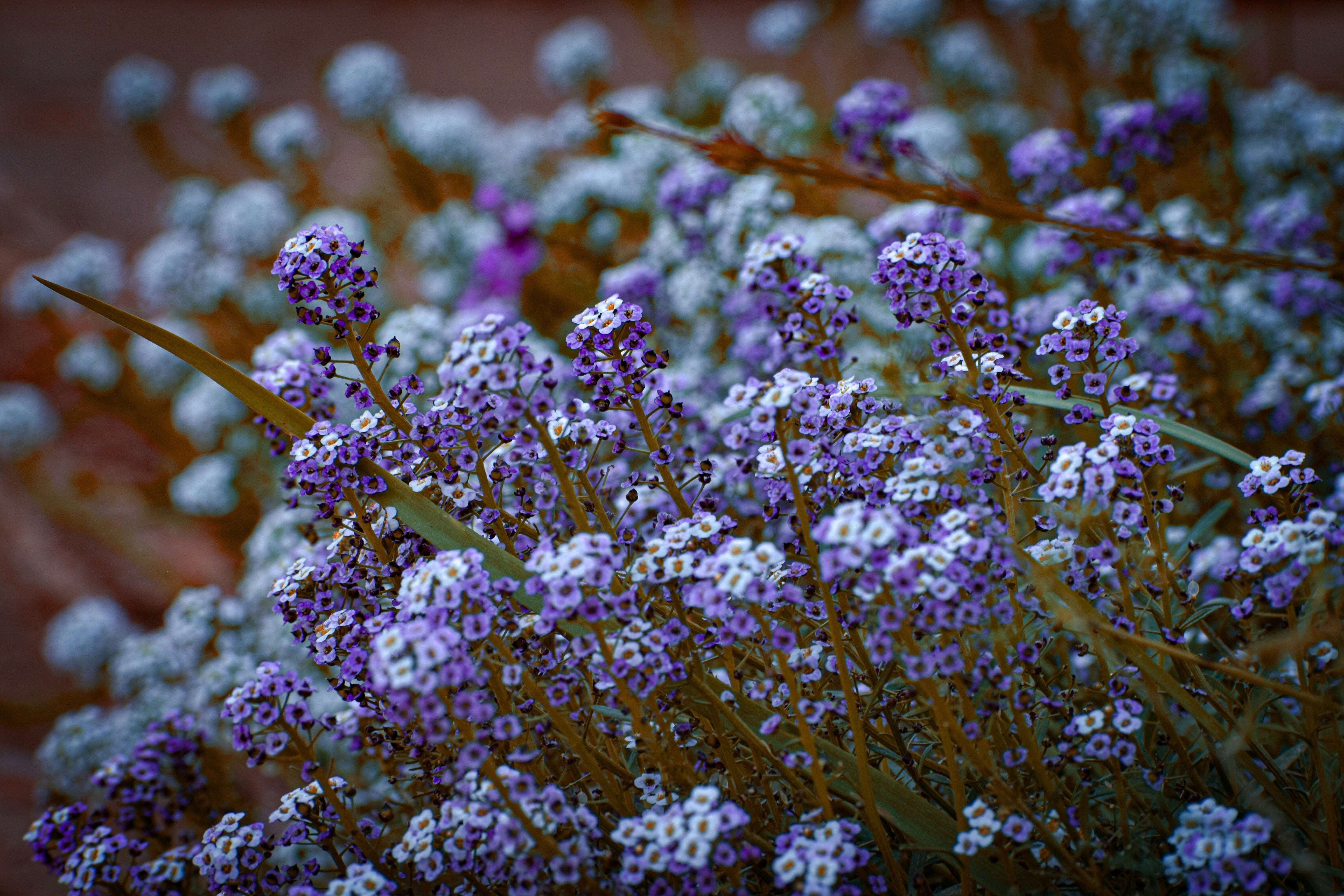 a bunch of purple and white flowers in a garden