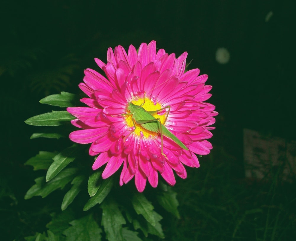 une fleur rose avec un insecte vert dessus