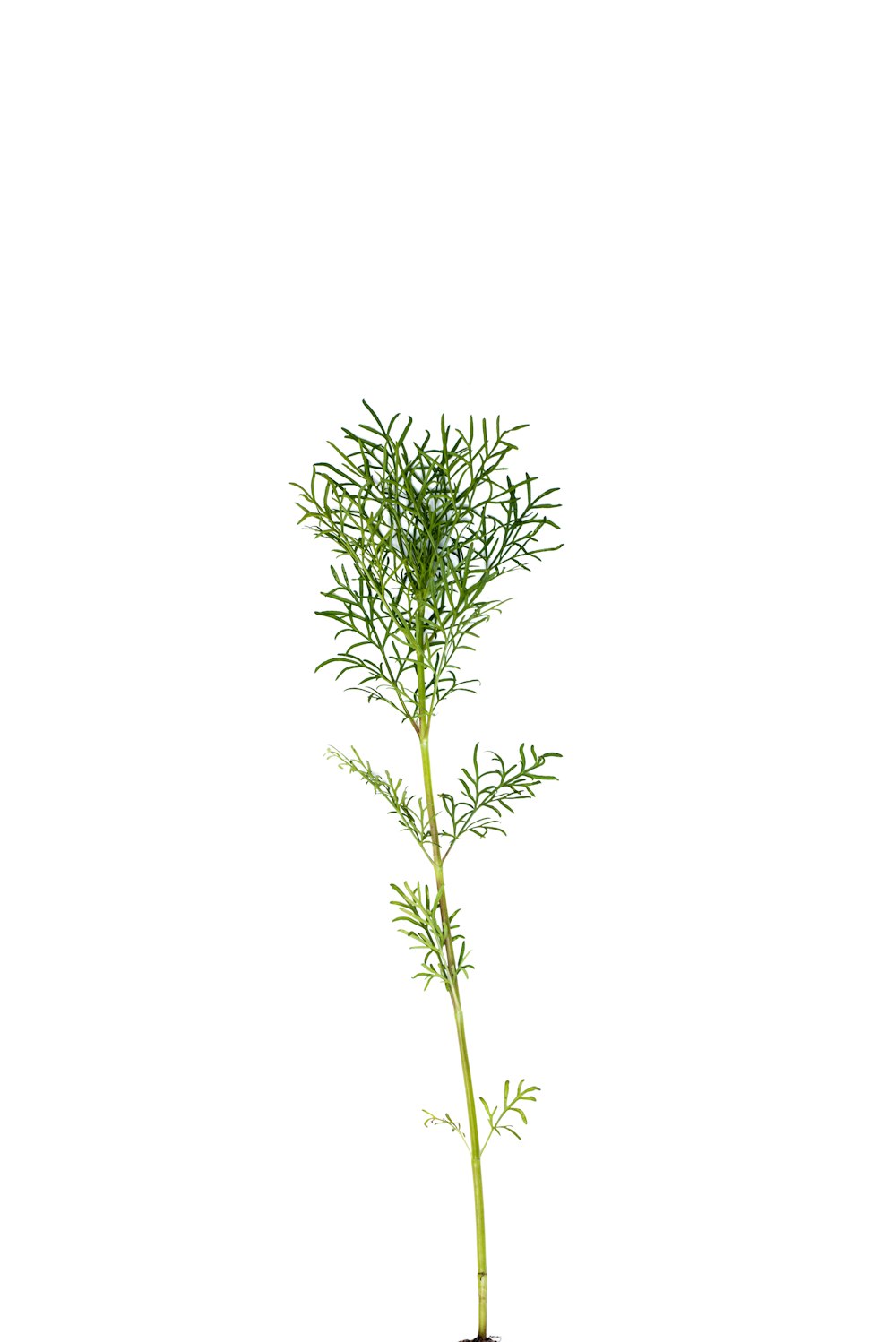 a plant with a long stem is shown on a white background